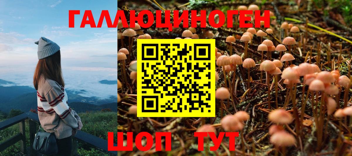 Курганинск  Псилоцибиновые грибы Psilocybine cubensis  Вход с VPN 